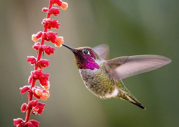 Charming Hanging Hummingbird House