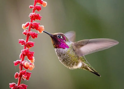 Charming Hanging Hummingbird House